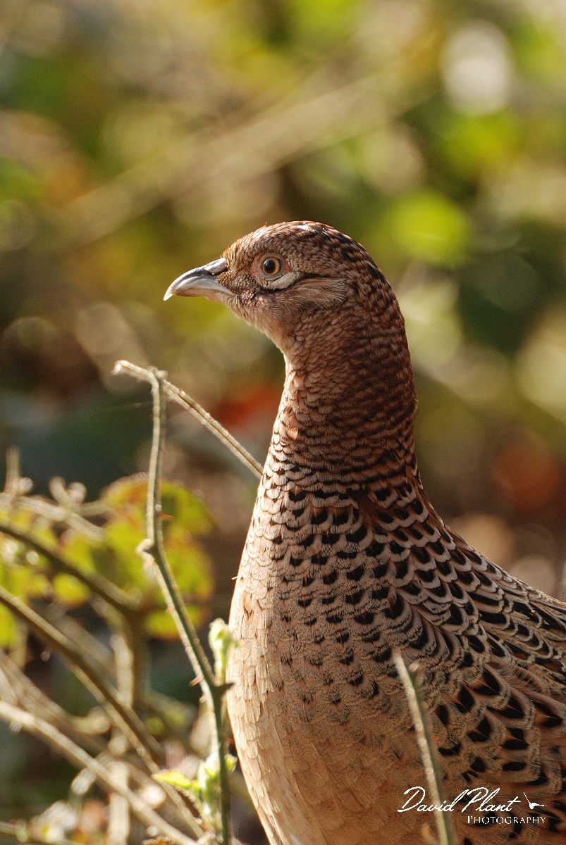 David Plant Photography - Wildlife Photographer - Pheasant female head - B.jpg - Pheasant female head - Hertfordshire